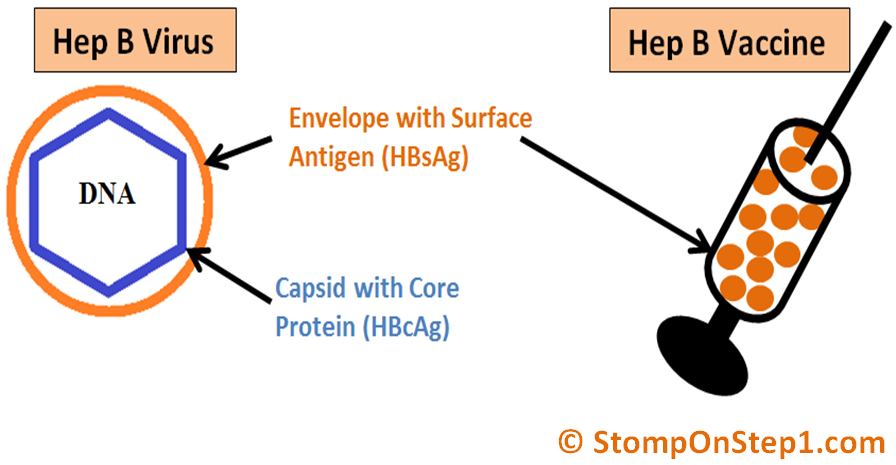 5-high-yield-gastroenterology-pearls-for-the-abim-board-medical